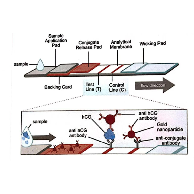 Principle of the lateral flow immunoassay