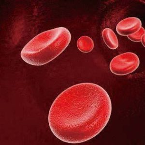 Rabbit Anti-Human Erythrocyte Antibody